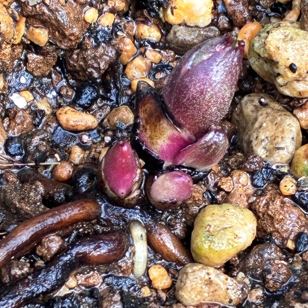 N*e様 ☘️入手困難☘️長期保有株☘️❤️しっかりプックリ新芽❤️634⭐️超