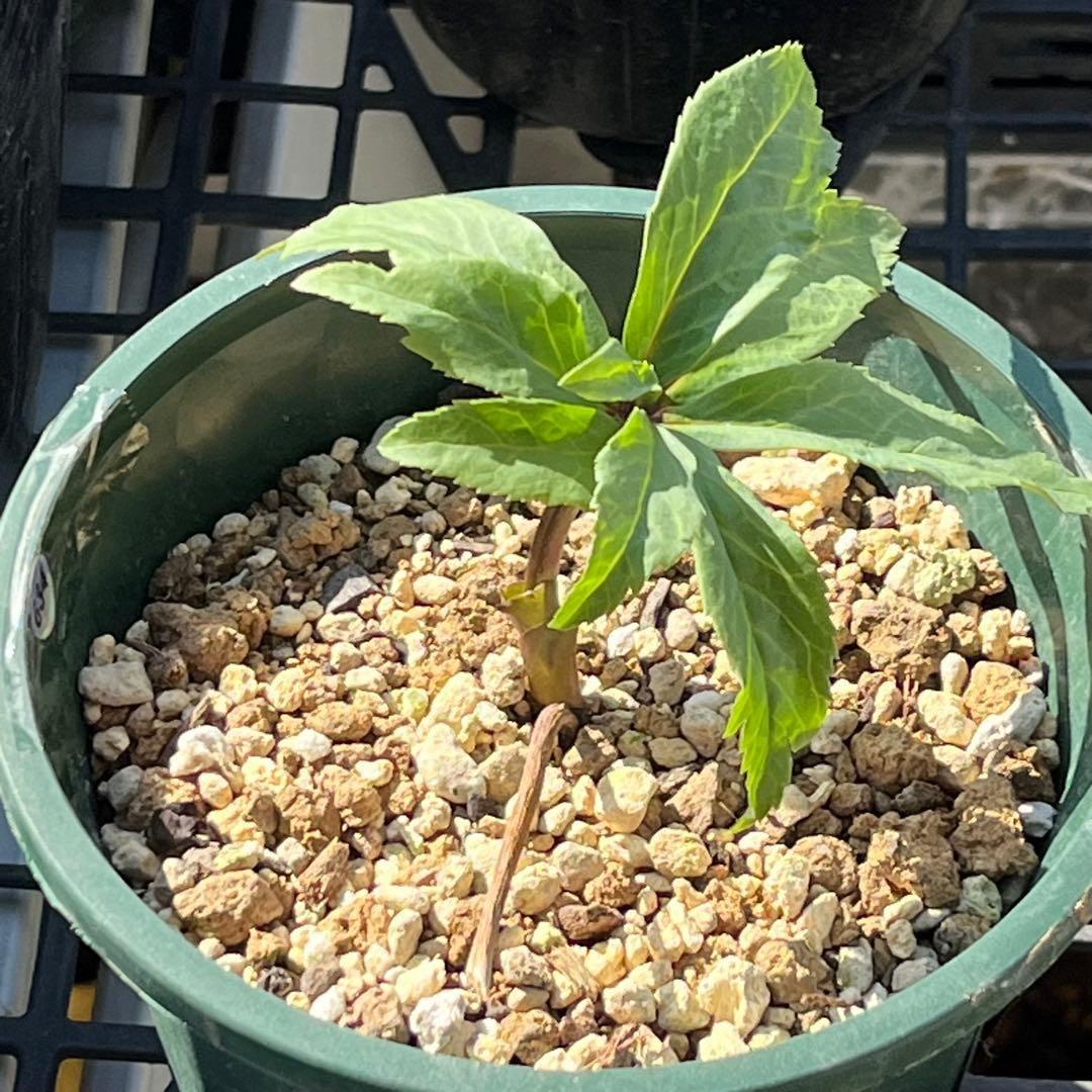 N*e様 ☘️入手困難☘️長期保有株☘️❤️しっかりプックリ新芽❤️634⭐️超