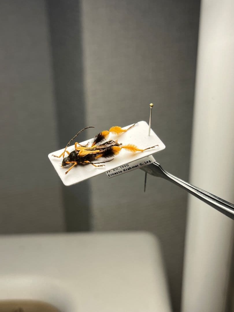 【天牛最美麗種】チリケブカホソコバネカミキリ 標本 とんでもない甲虫