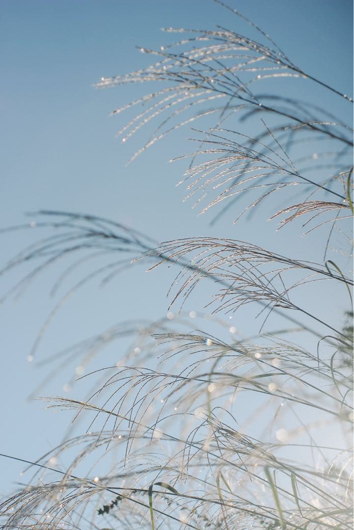 フィルムカメラ FLEKTOGON 2.8/35 CARL ZEISS JENA EXAKTA