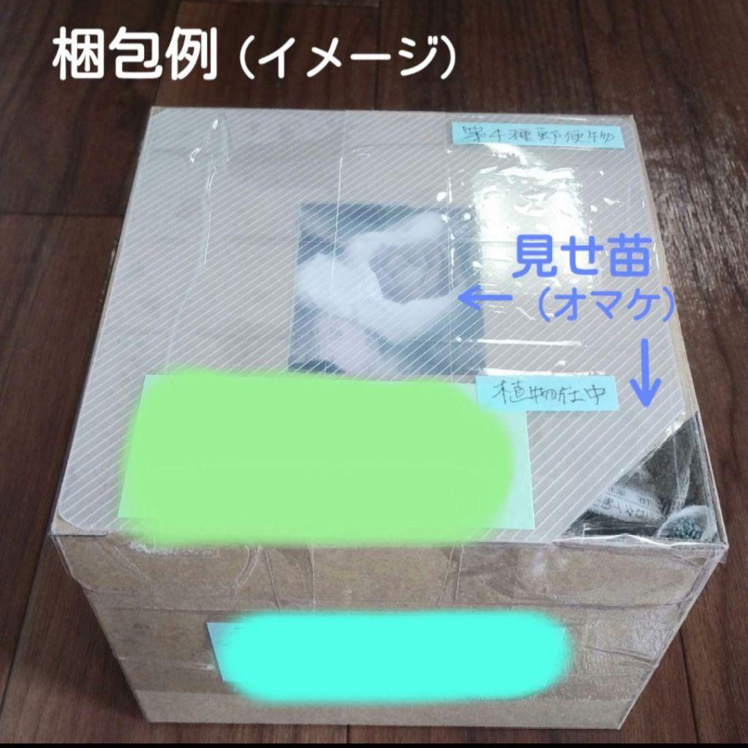 129. 多肉植物 キャラリアン 830円【抜き苗】