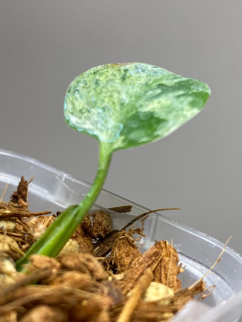 ご*ん様 【全葉斑入り‼️】モンステラ　デリシオーサ　バルバソー　フシギダネ/