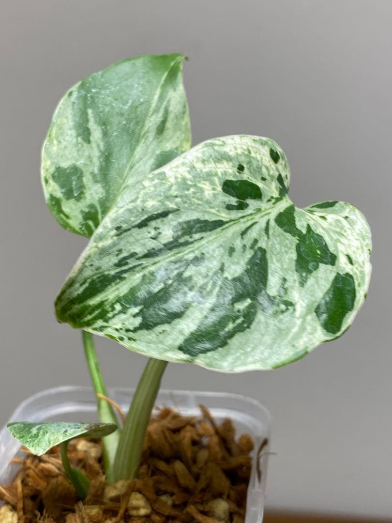 ご*ん様 【全葉斑入り‼️】モンステラ　デリシオーサ　バルバソー　フシギダネ/