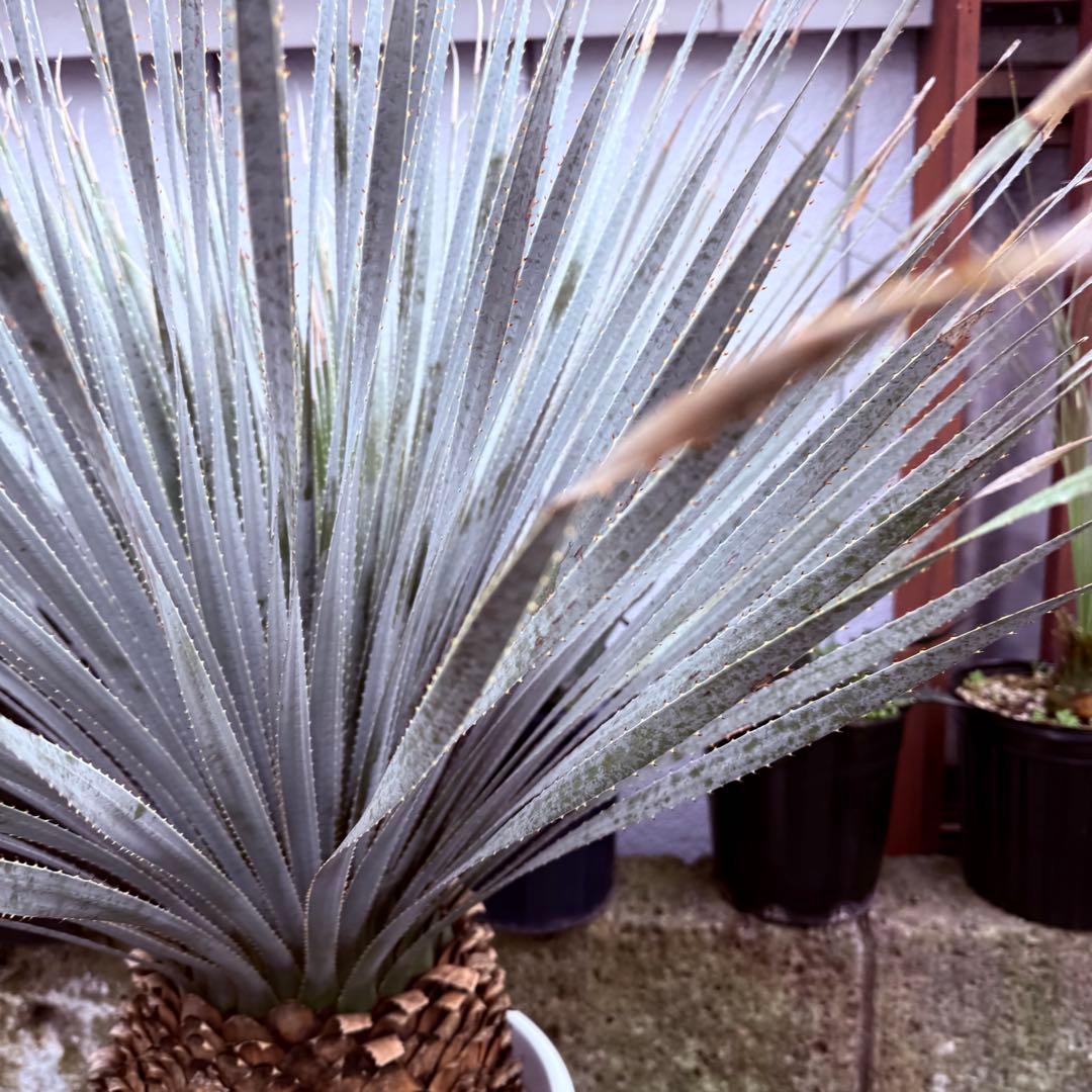 グラウコフィラム　ダシリリオン　観葉植物　ドライガーデン　１０号