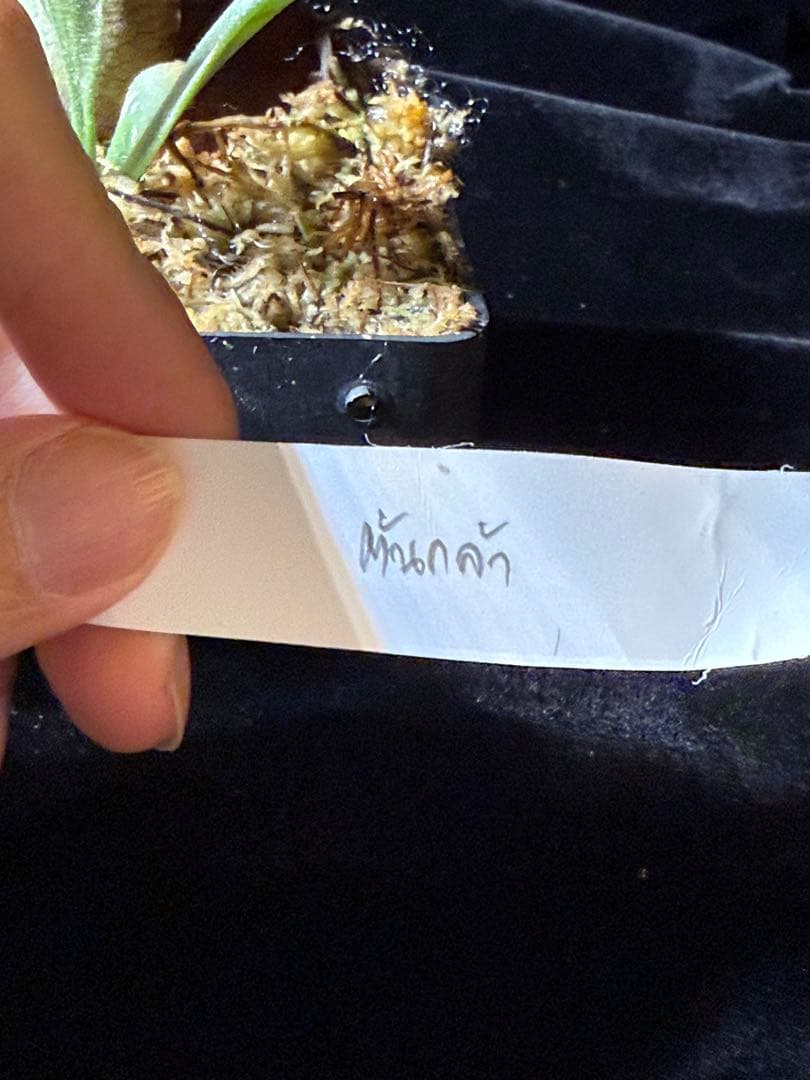 【トンクラさん新交配種】Faline#3 子株　タイ輸入株