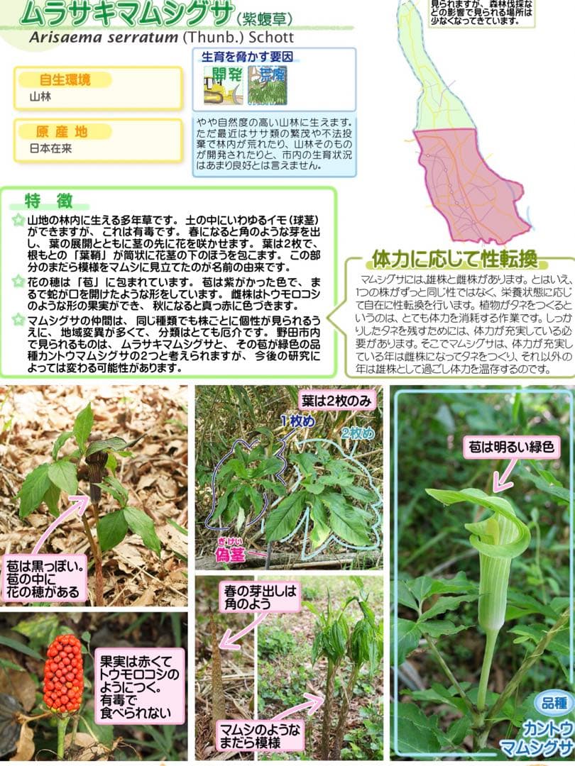 天然＊野生【ムラサキマムシグサ＊マムシグサ＊蝮草】山野草＊幼苗3〜4株＊抜き苗