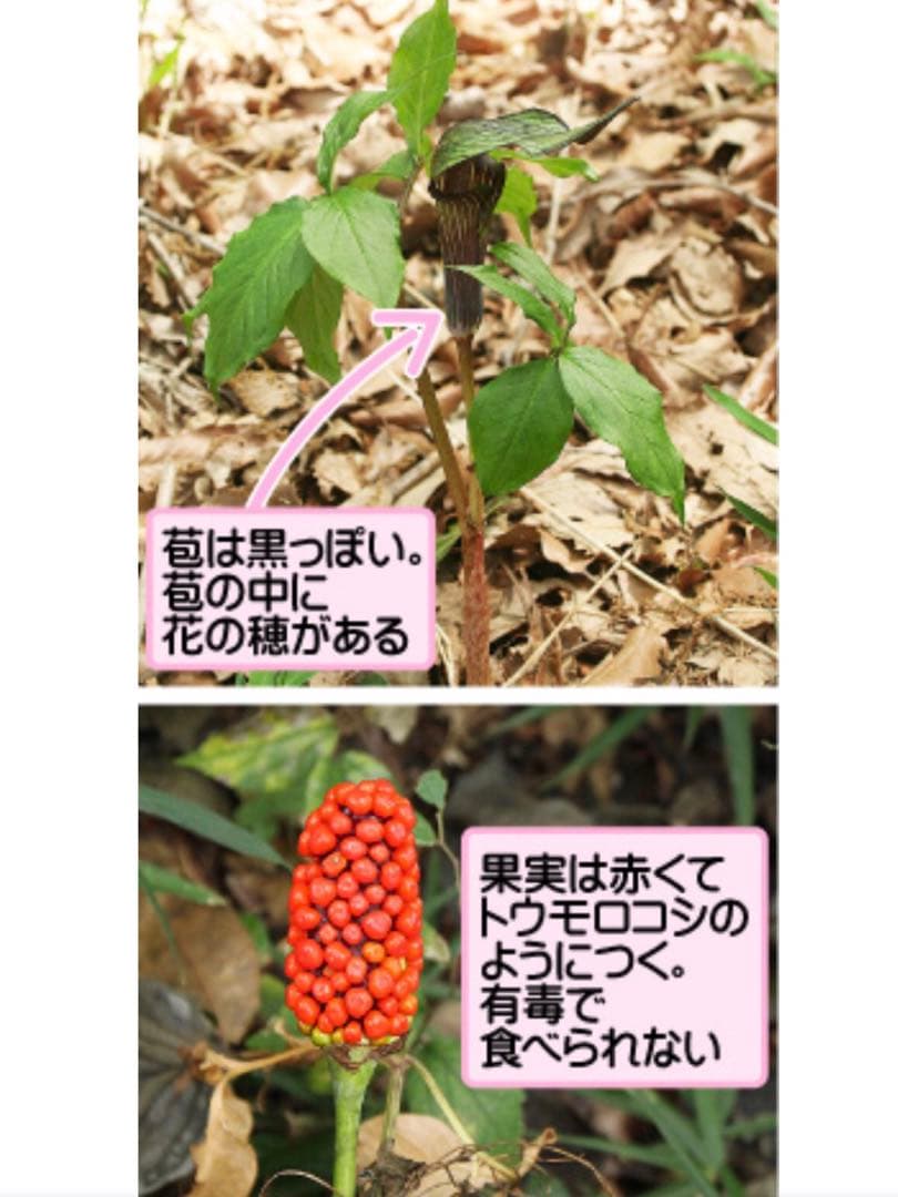 天然＊野生【ムラサキマムシグサ＊マムシグサ＊蝮草】山野草＊幼苗3〜4株＊抜き苗