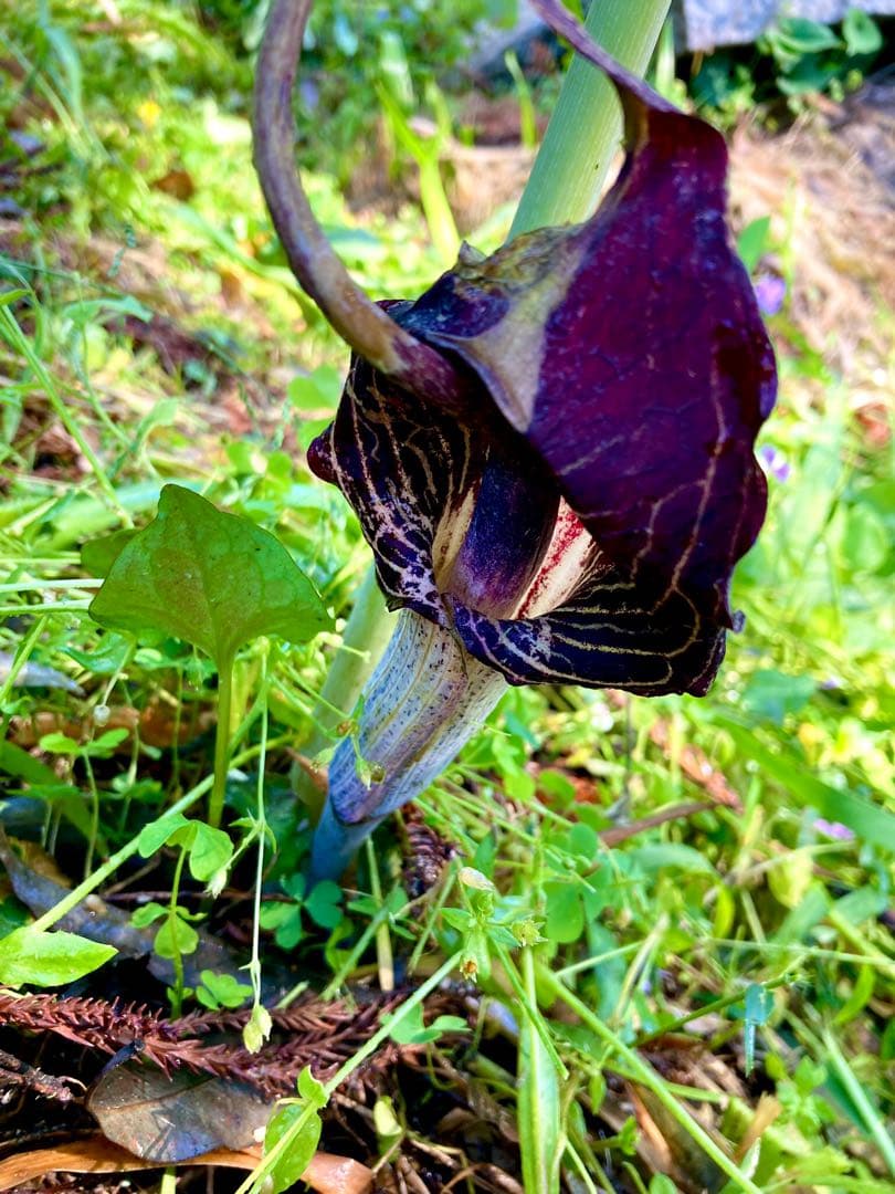天然＊野生【ムラサキマムシグサ＊マムシグサ＊蝮草】山野草＊幼苗3〜4株＊抜き苗