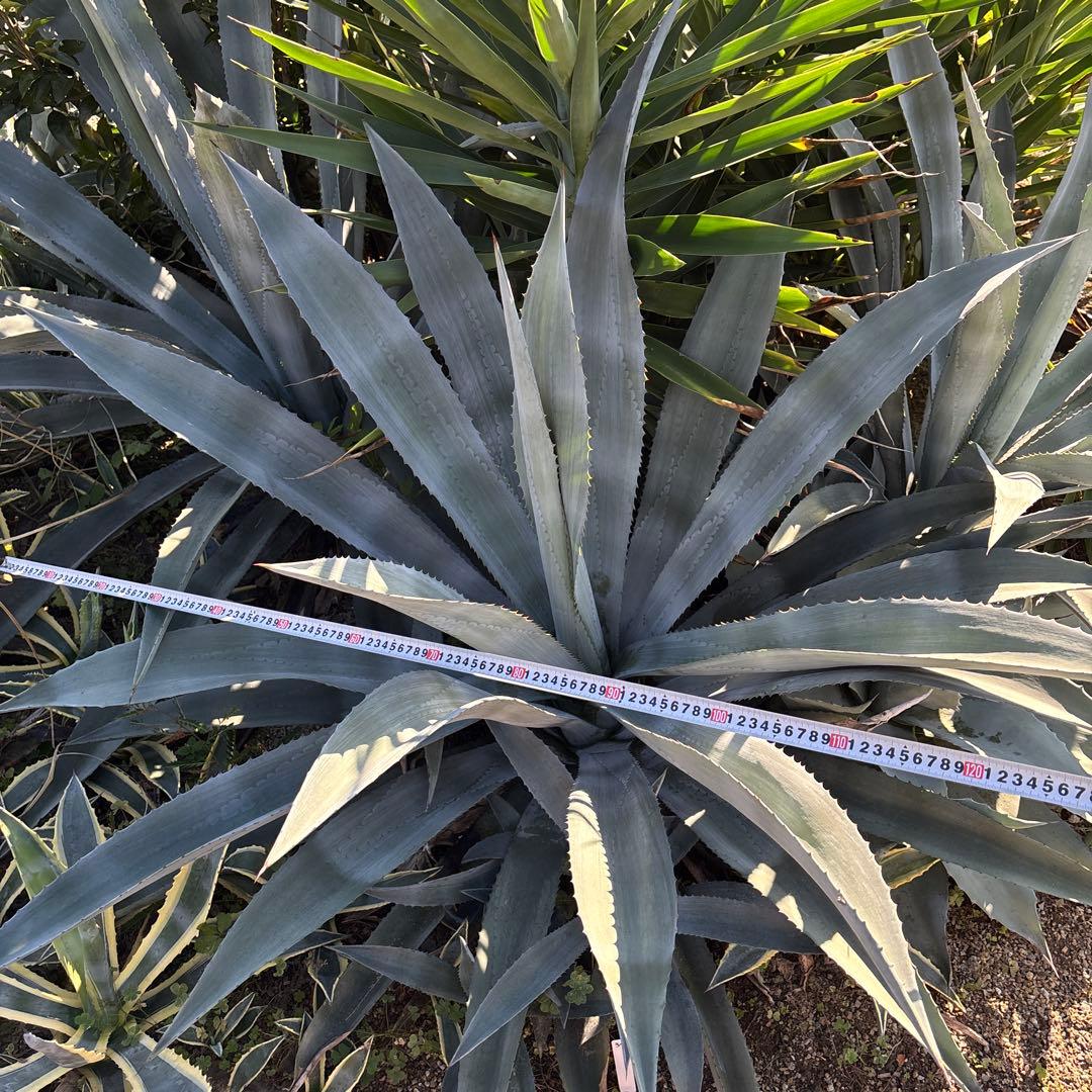 特大　巨大　アガベ　アメリカーナ　オアハカエンシス　ドライガーデン　34