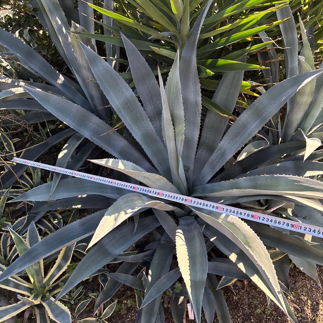 特大　巨大　アガベ　アメリカーナ　オアハカエンシス　ドライガーデン　34
