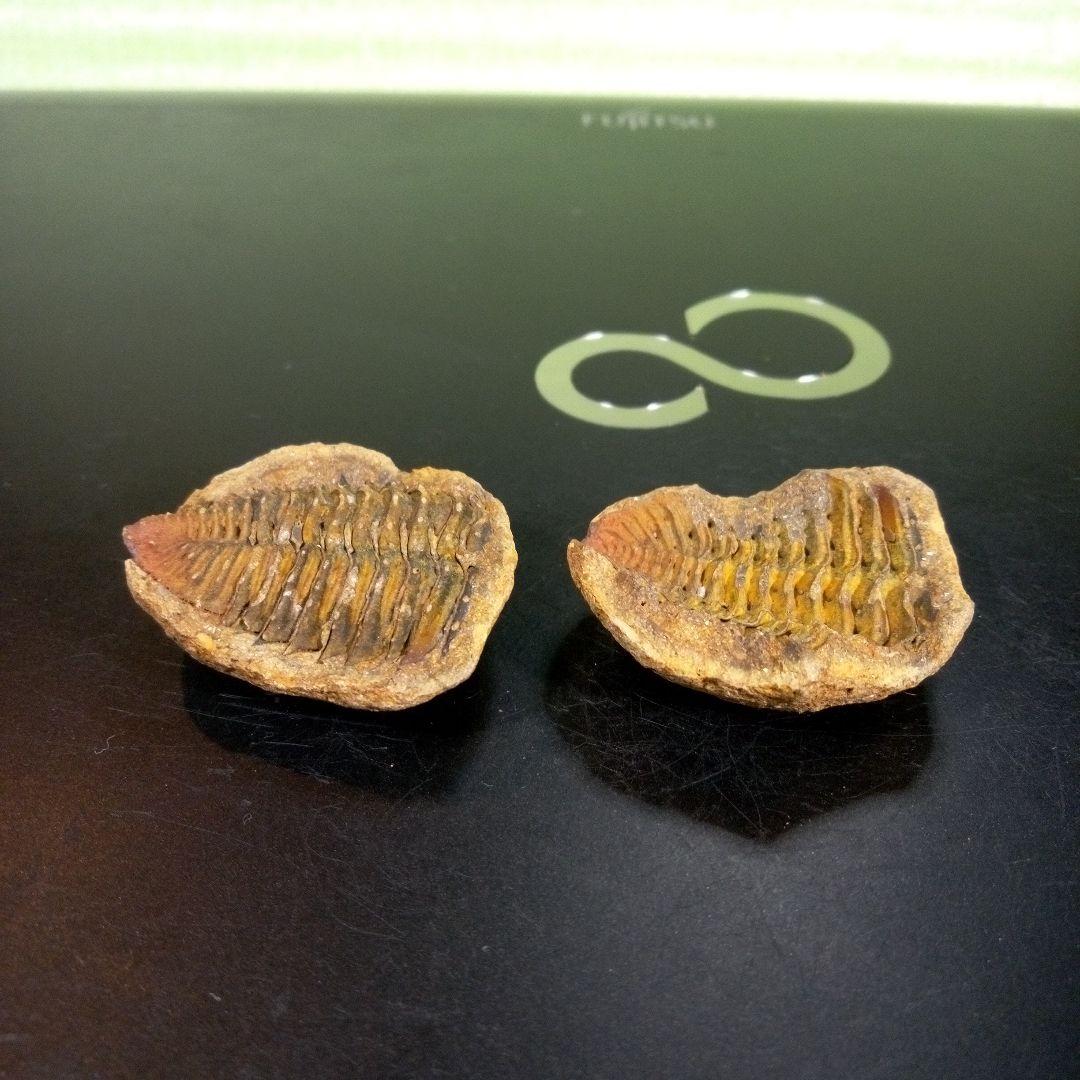 三葉虫　化石　fossil　ボリビア産　trilobite　ノジュール管理⑧