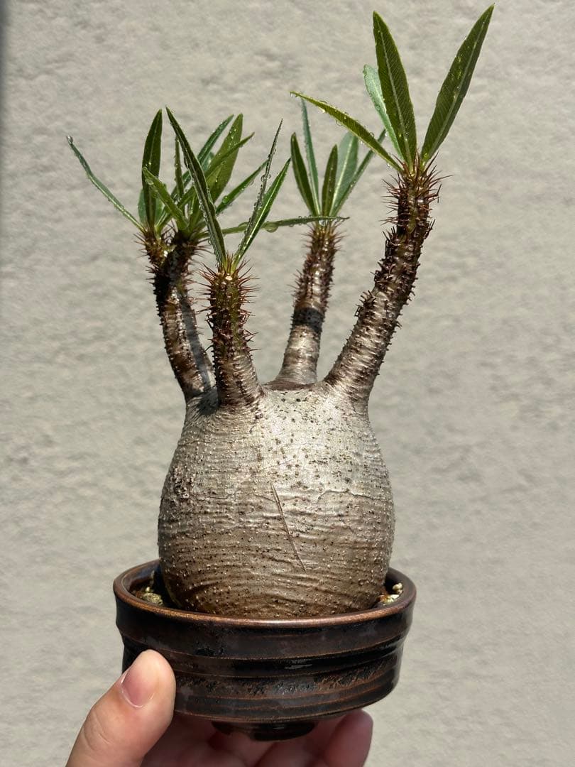 【良型】パキポディウムグラキリス　現地球　発根済　たけろうポット植え込み