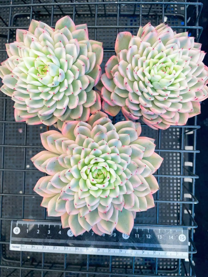 ギルバの薔薇錦　全員ビッグサイズ美斑入り　多肉植物　エケベリア