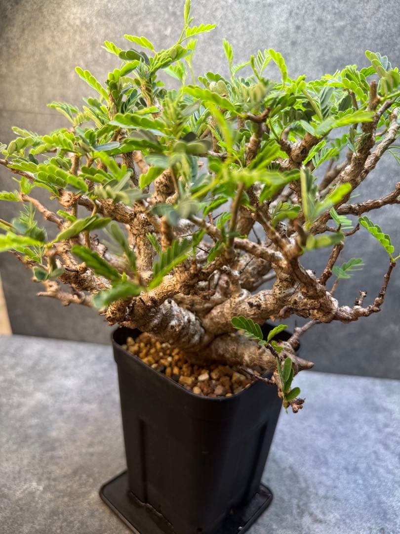 センナ　メリディオナリス　海外実生　発根済み　359