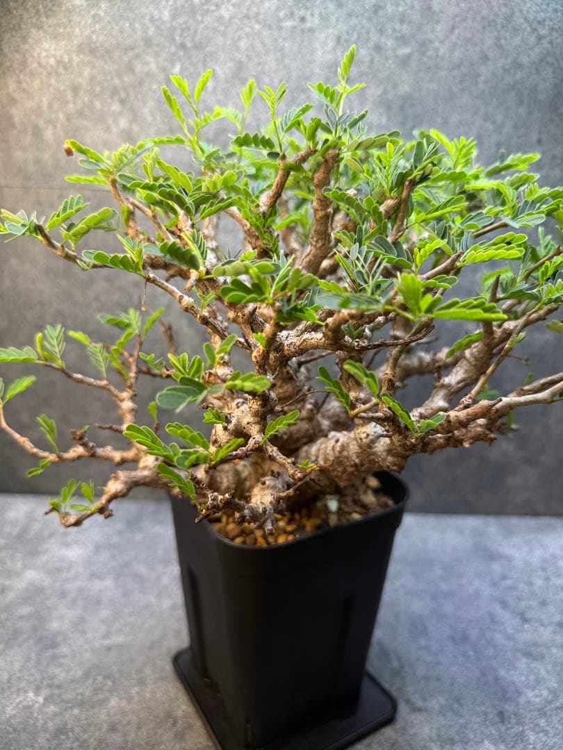 センナ　メリディオナリス　海外実生　発根済み　359