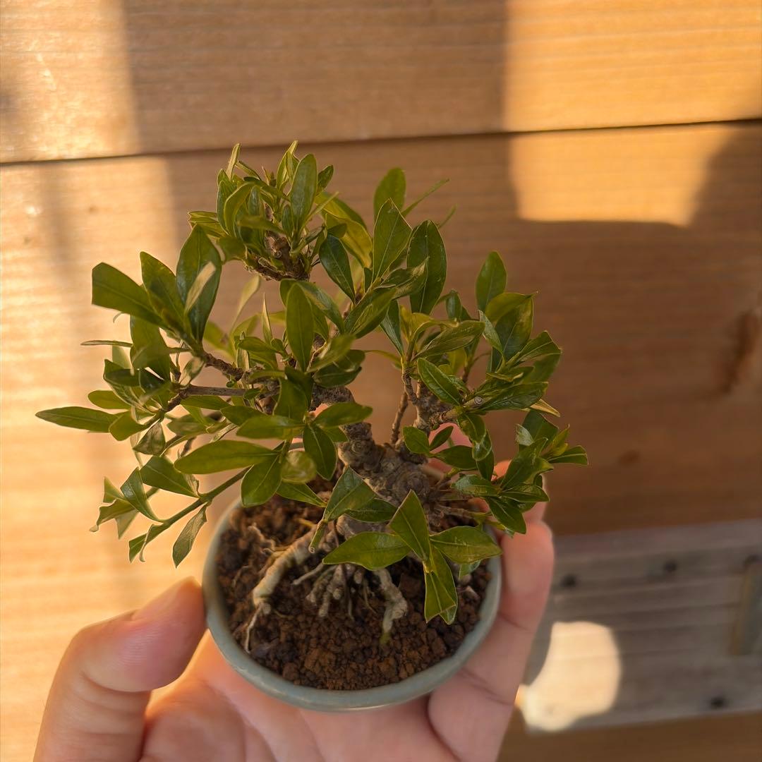 クチナシ小品盆栽