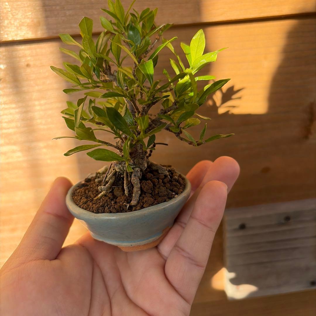 クチナシ小品盆栽