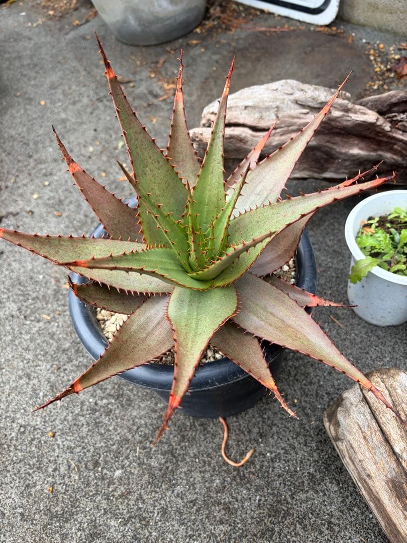 耐寒性アロエ　ブローミー　ブルーミー大株ドライガーデン　サボテン　アガベ ユッカ