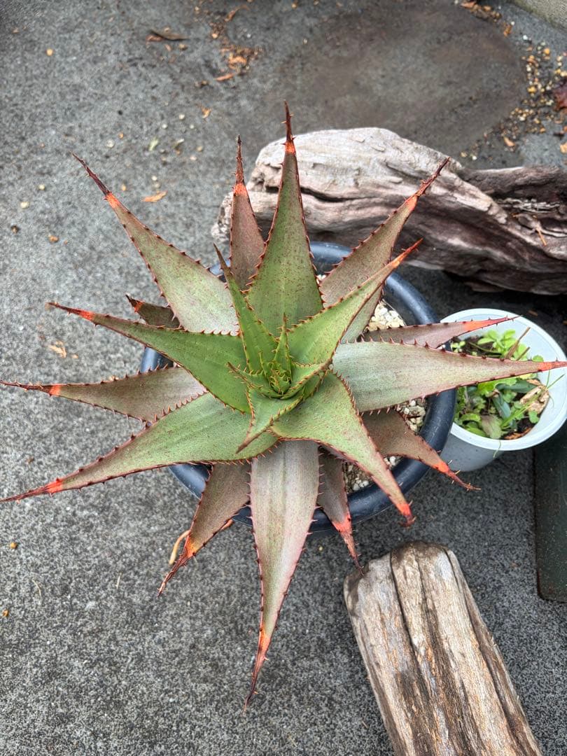 耐寒性アロエ　ブローミー　ブルーミー大株ドライガーデン　サボテン　アガベ ユッカ