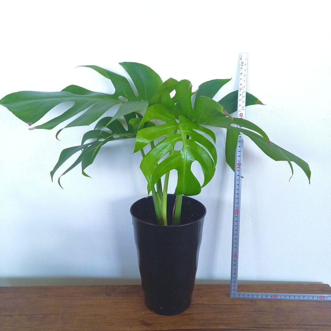 超絶希少 モンステラ デリシオーサ スケルトン