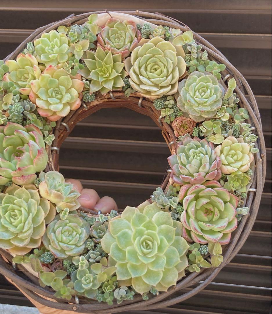 多肉植物　寄せ植え　リース　ww