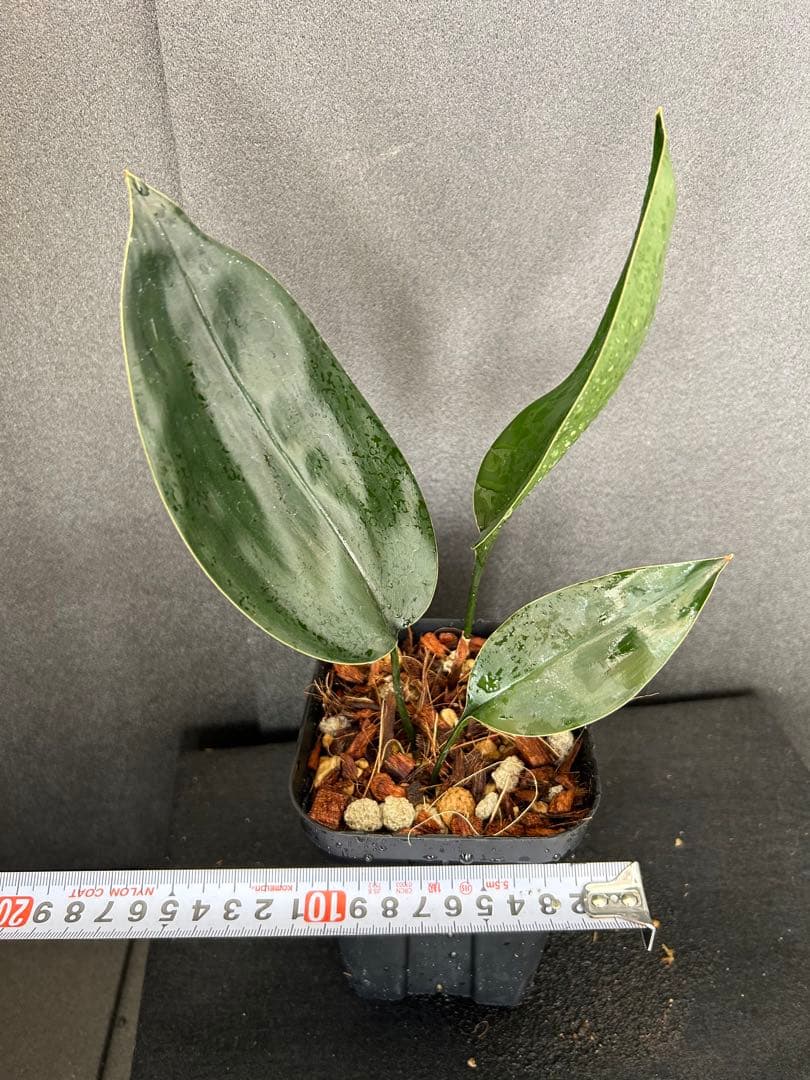 その他観葉植物 ASPIDISTRA BABENSIS 'BLACK LEAF'