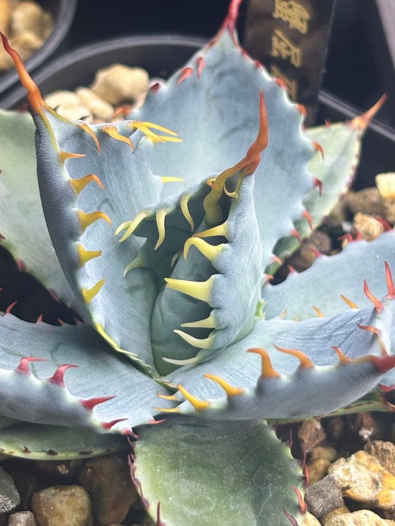 ス*魚様 アガベ 甲蟹屈原 子株 発根済 特白 青葉 強刺 ハイブリッド ②