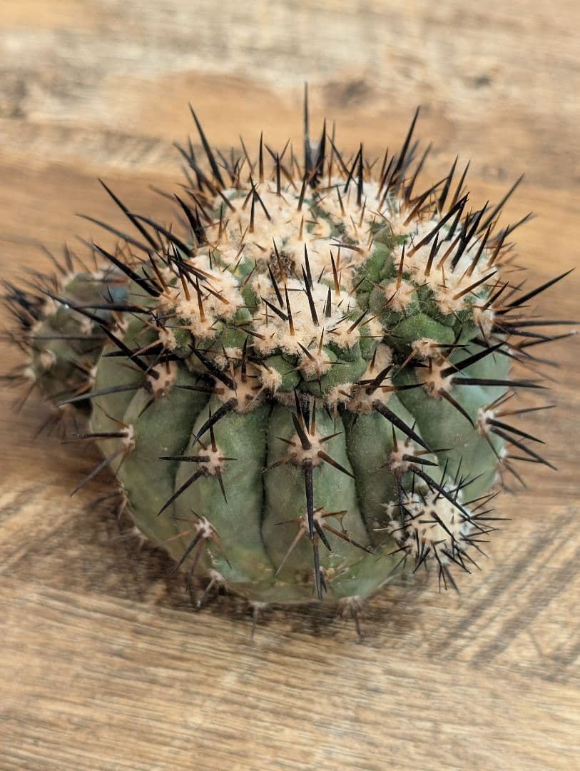 H*T様 【開花球】コピアポア　シネレア　黒王丸　未発根