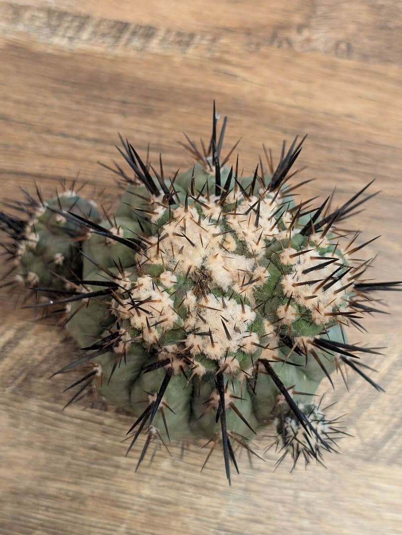 H*T様 【開花球】コピアポア　シネレア　黒王丸　未発根