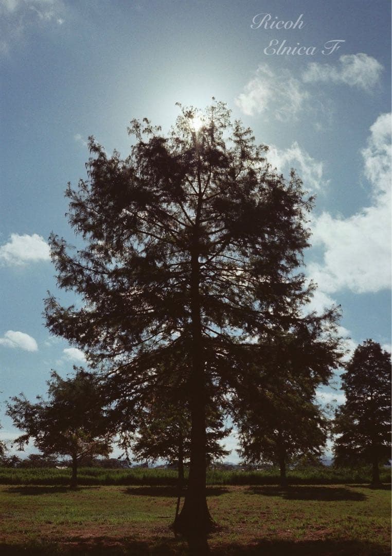 希少品！超美品！完動品★リコー elnica f★フィルム入門＊初期保証＊試写済