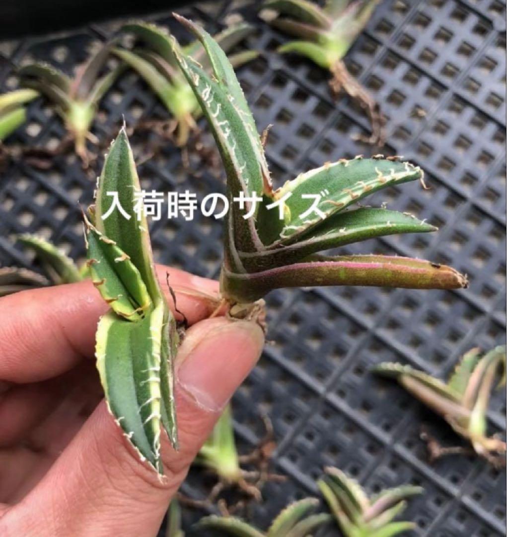 s*i様 【初売りオークション】114 選抜　アガベ　シーザー錦　白覆輪　TC