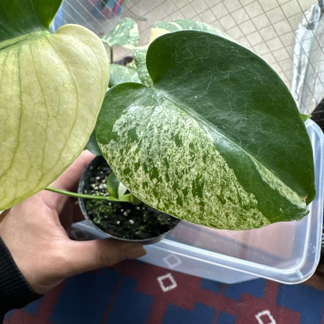 く*ま様 モンステラデリシオーサミント トリカラー 輸入株