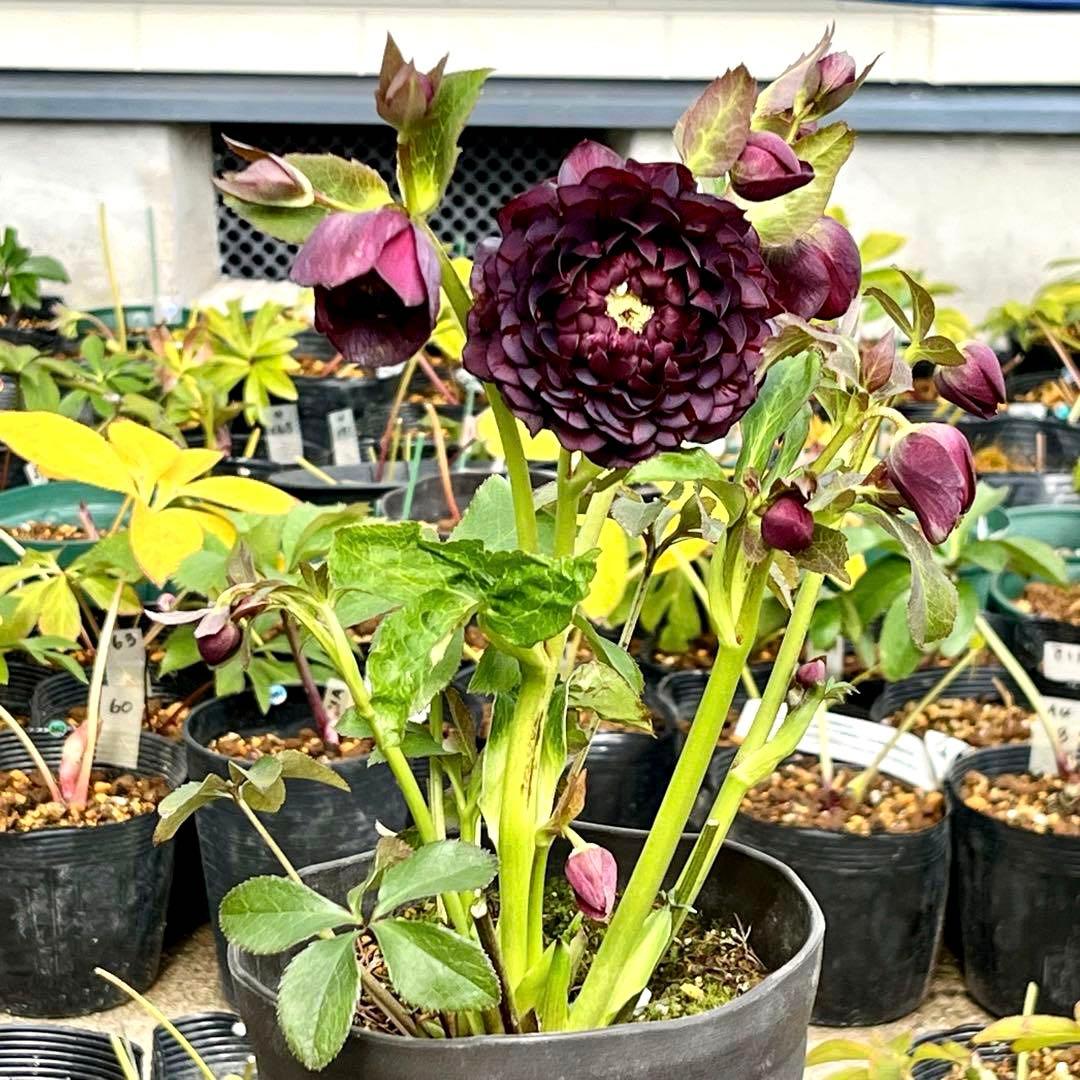 ま*️様 ☘️唯一無二☘️❤️根充実❤️新葉❤️3228⭐️まん丸⭐️大輪⭐️超