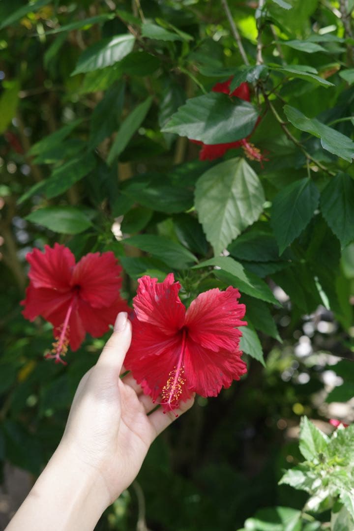 RICOH GR IIIx（GR3x） 【美品・保証書未記入・付属品完全未使用】