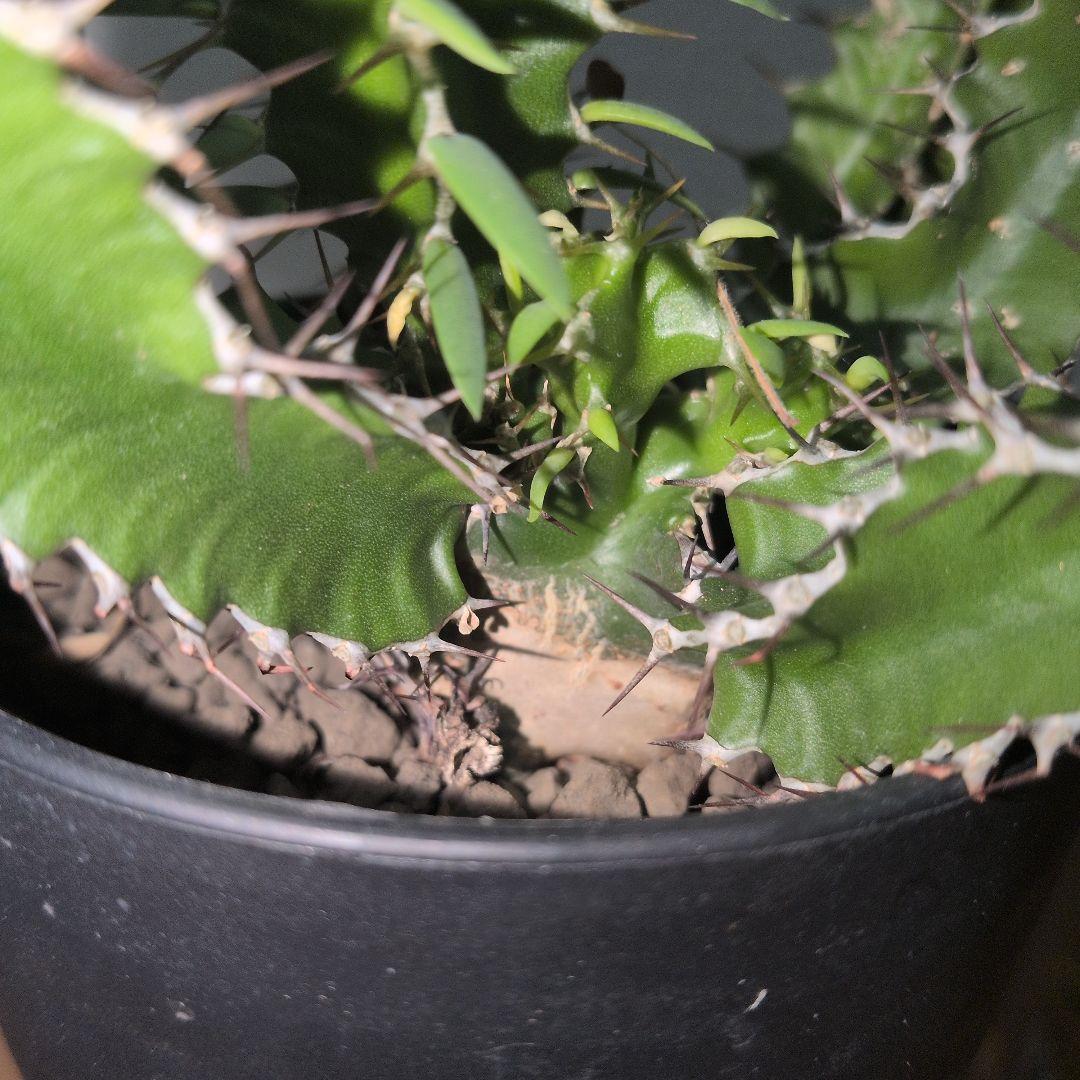 ユーフォルビア　ムランジーナ　大株 木質化　良型　（鉢付き)