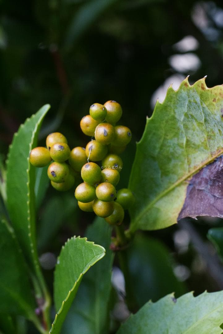 箱付き美品！絶版マクロ！ZEISS Makro-Planar 50mm ZF2