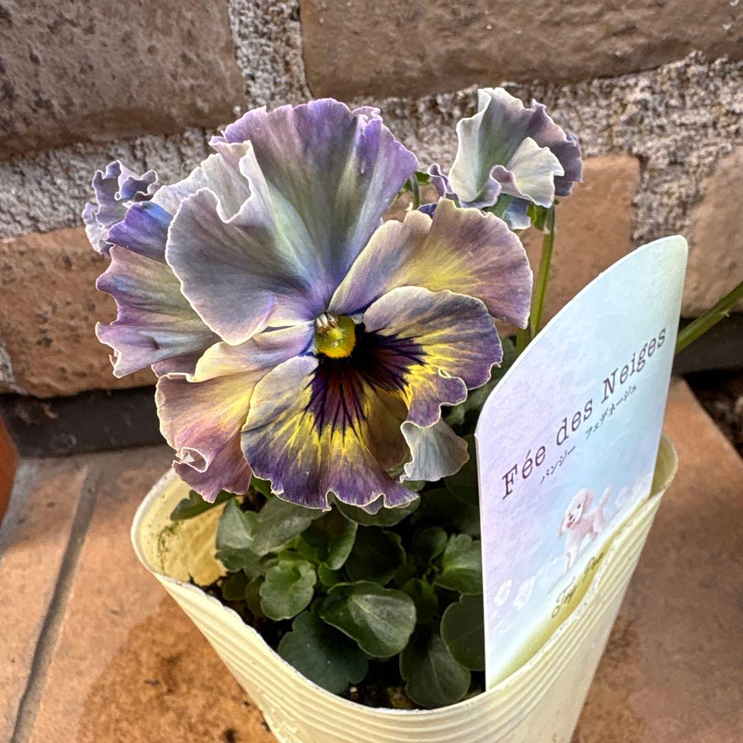 R*U様 フェデネージュ・トイプー5