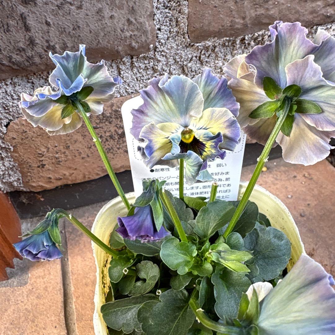 R*U様 フェデネージュ・トイプー5