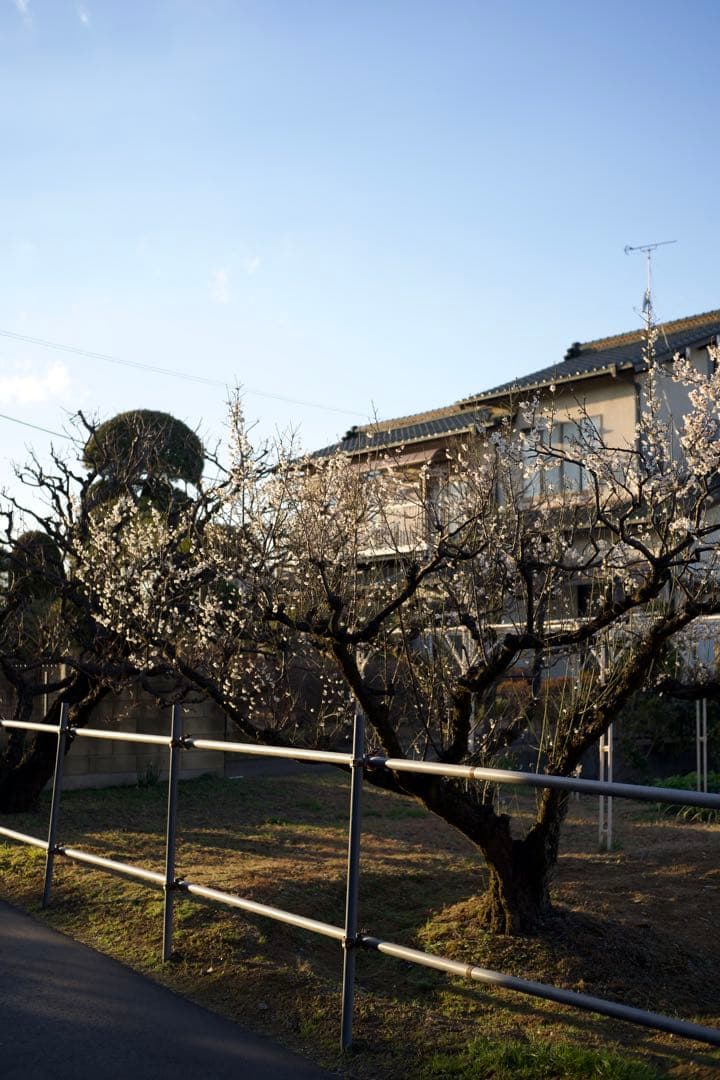 レンズ(単焦点) carl zeiss contax tessar 45mm f2.8 mmj