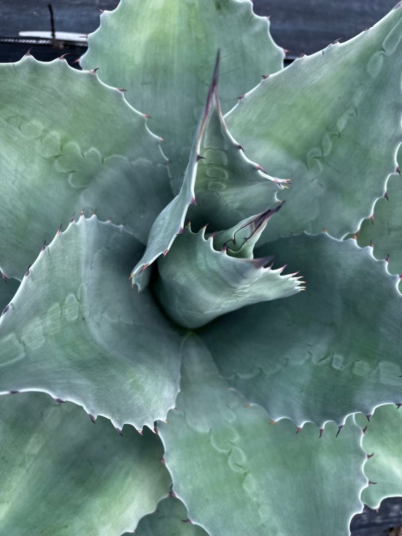 ま*し様 【大株 ︎】アガベ　オバティフォリア　フロスティブルー