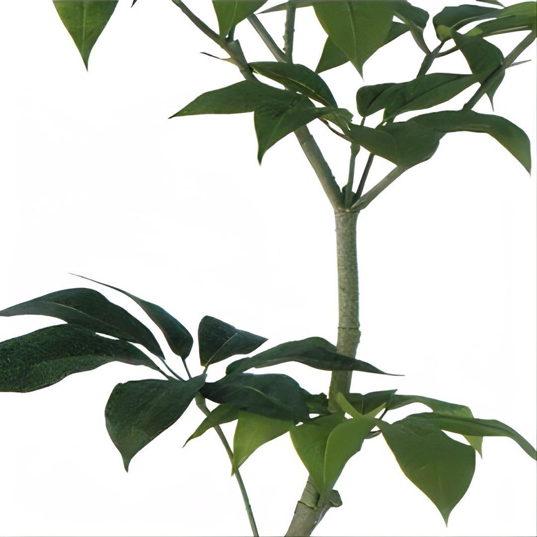 光触媒　人工観葉植物　ウォールグリーン　フェイクグリーン　ツピダンサス150