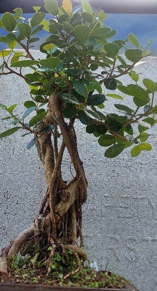 亜熱帯の樹木　パンダガジュマル　①