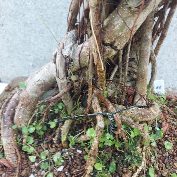 亜熱帯の樹木　パンダガジュマル　①