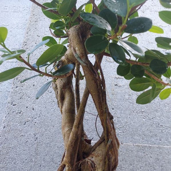 亜熱帯の樹木　パンダガジュマル　①