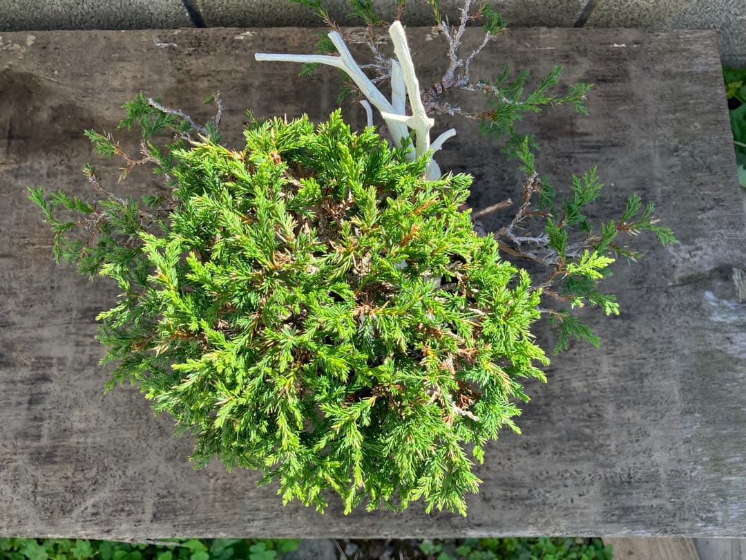 真柏荒木（盆栽素材）