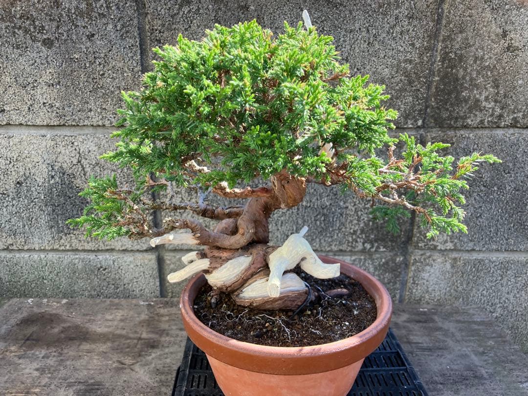 真柏荒木（盆栽素材）