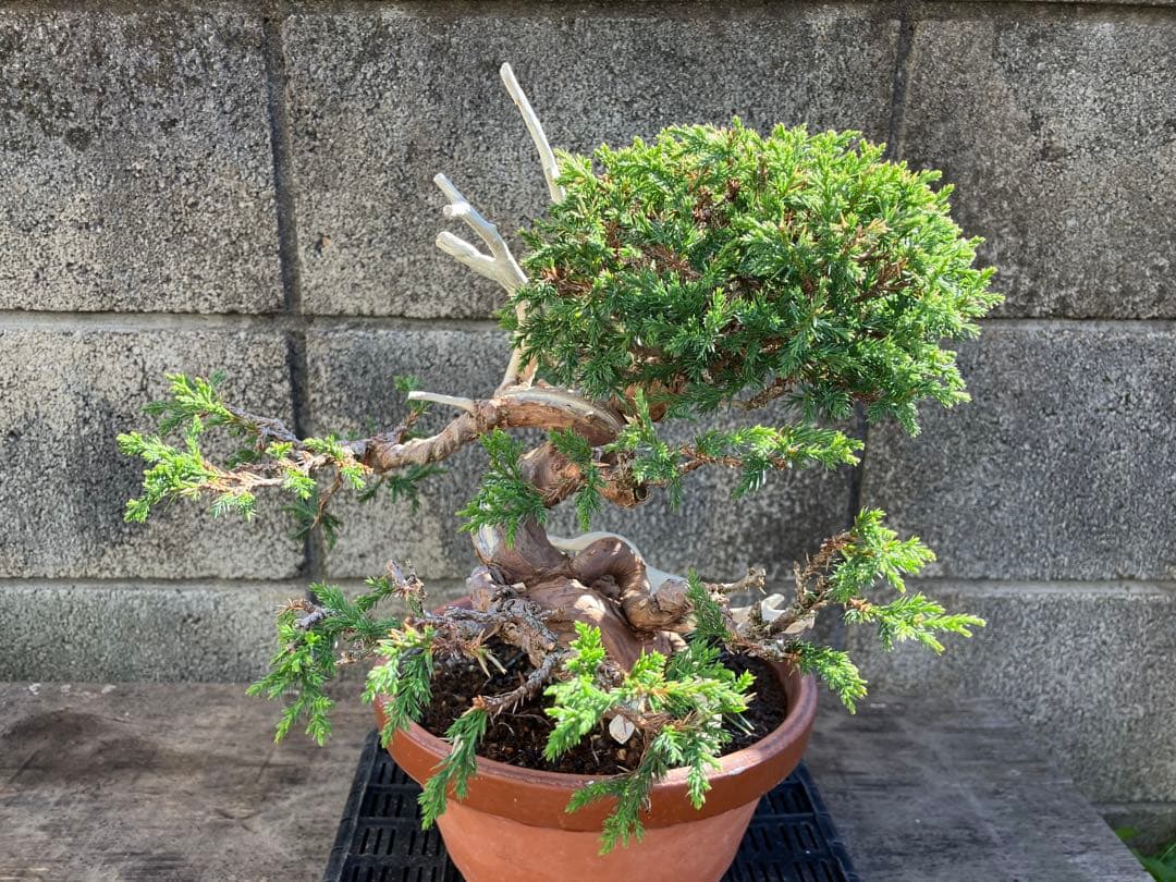 真柏荒木（盆栽素材）