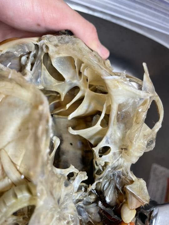 蟹　剥製　標本　オオエンコウガニ　雄