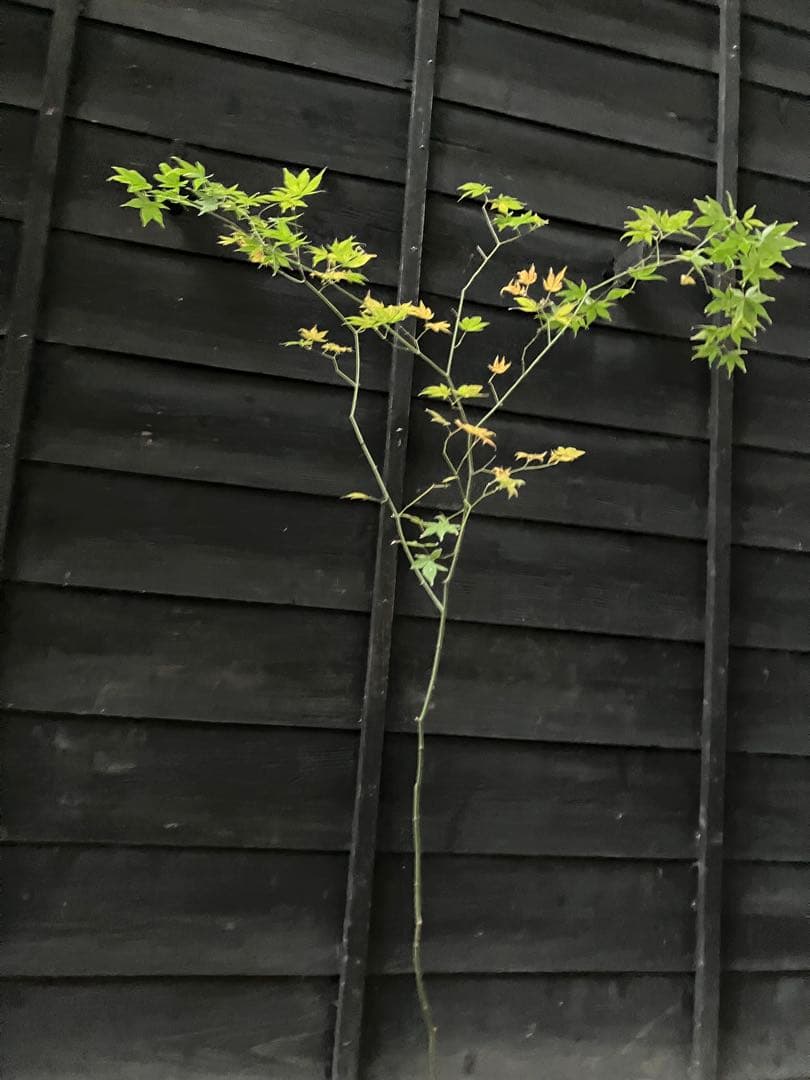 4 山採り　ヤマモミジ