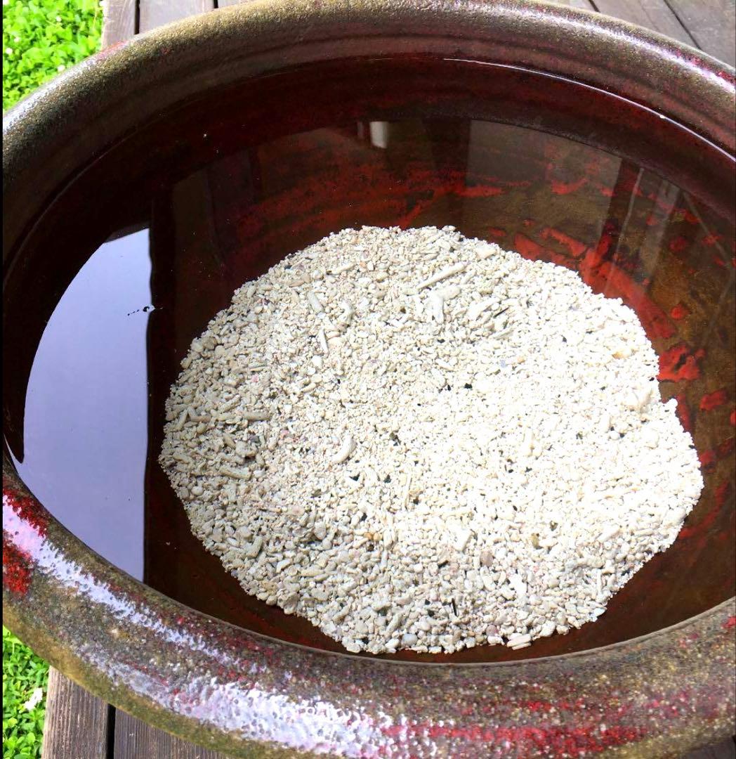 美しい赤鉢　睡蓮鉢　特大